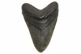 Fossil Megalodon Tooth - South Carolina #214712-1
